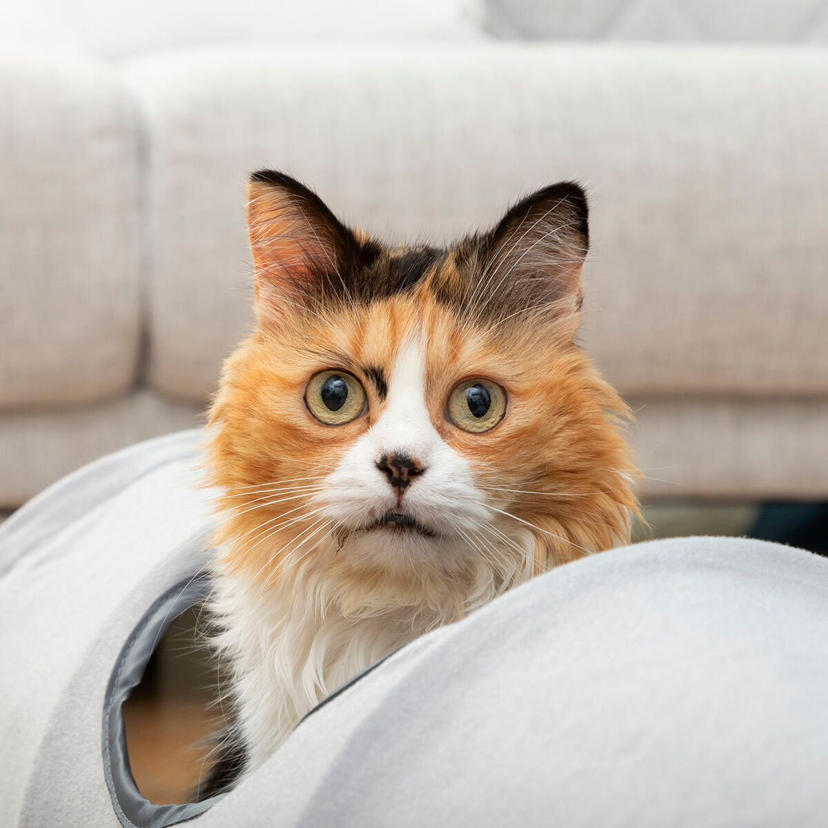 Interactive Play Tunnel for Cats & Small Dogs | Sfera Pets