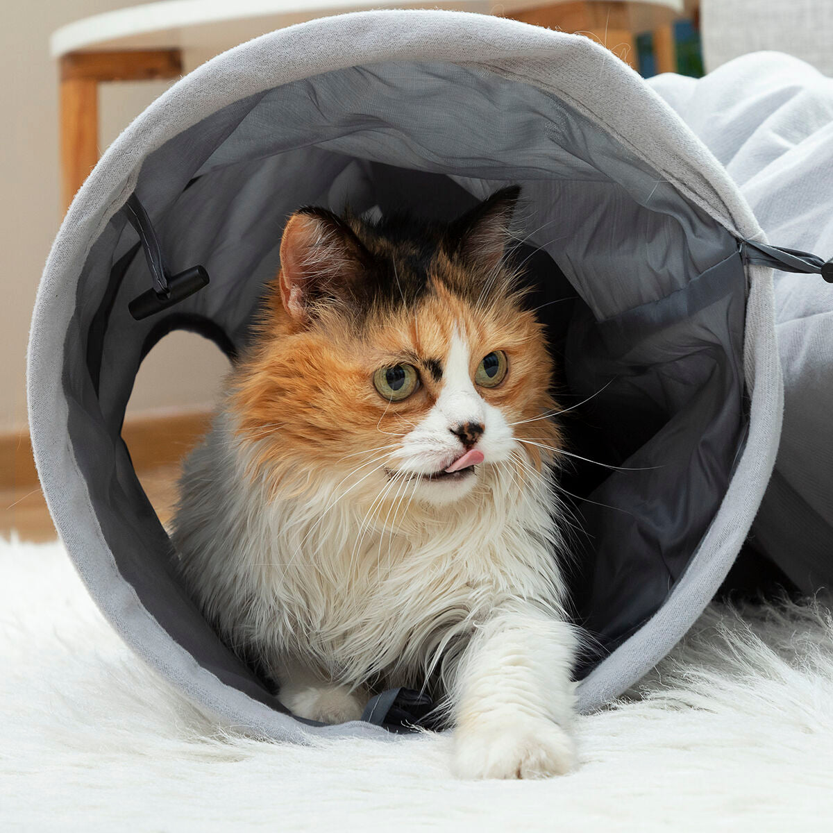 Interactive Play Tunnel for Cats & Small Dogs | Sfera Pets