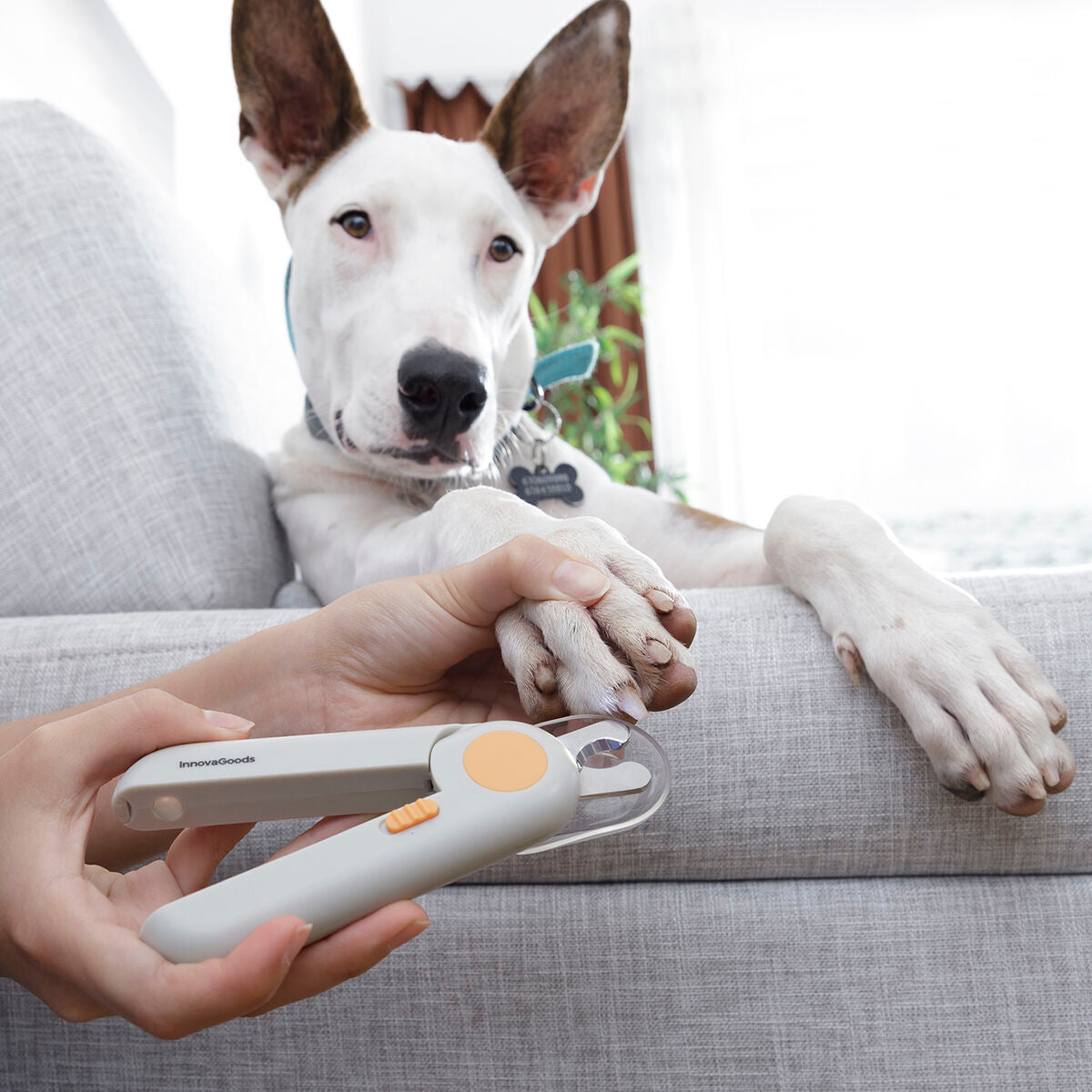 Precision LED Pet Nail Clippers | Sfera Pets