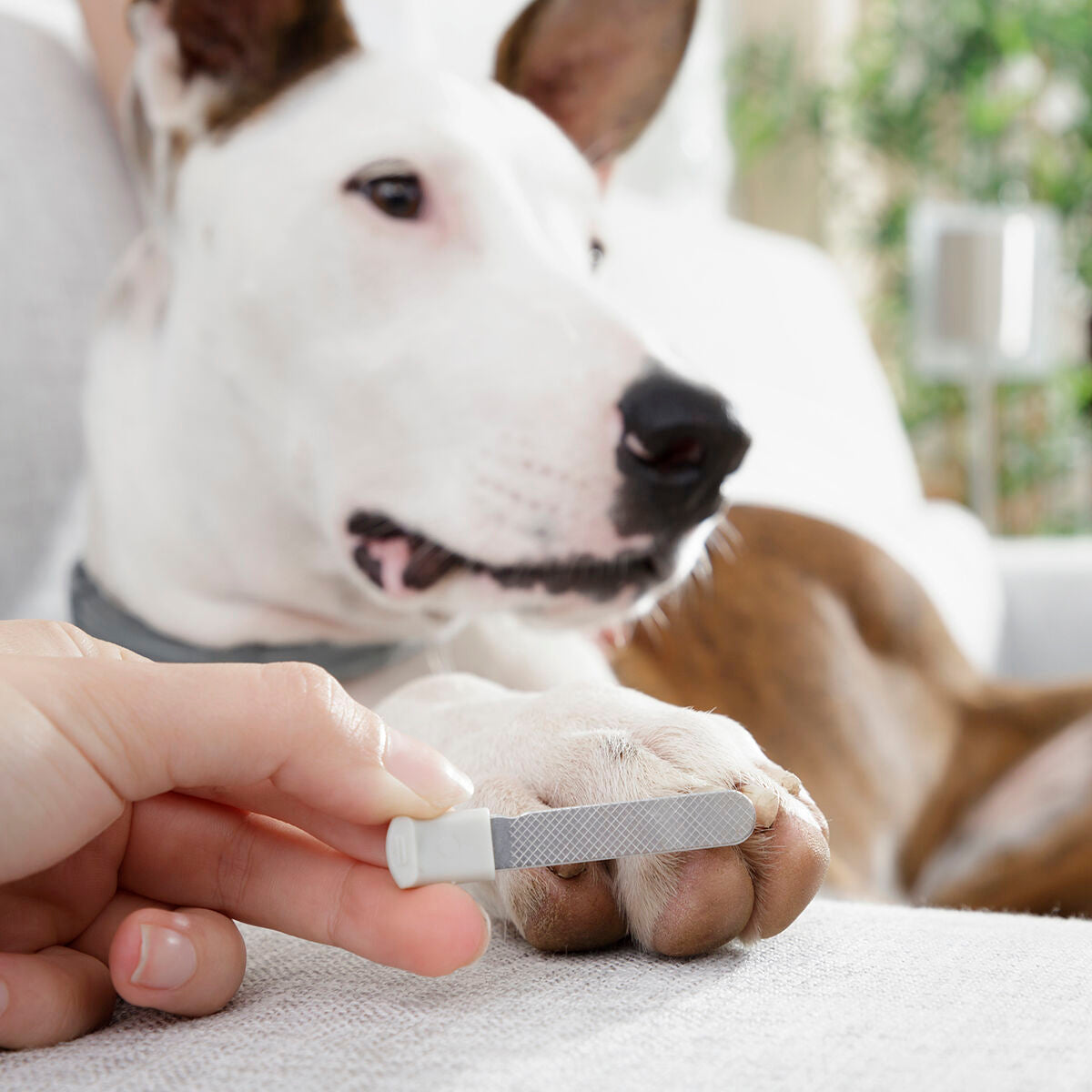 Precision LED Pet Nail Clippers | Sfera Pets